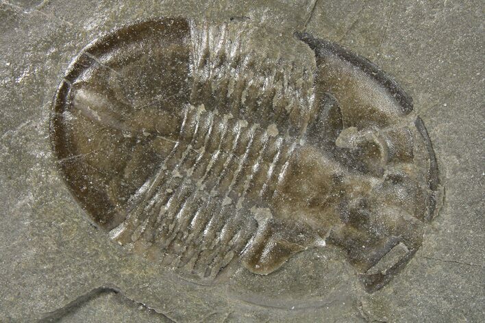 Isoteloides Flexus Trilobite - Fillmore Formation, Utah #286562
